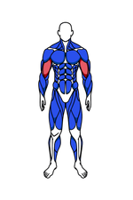 Biceps muscle group
