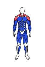 Shoulders muscle group