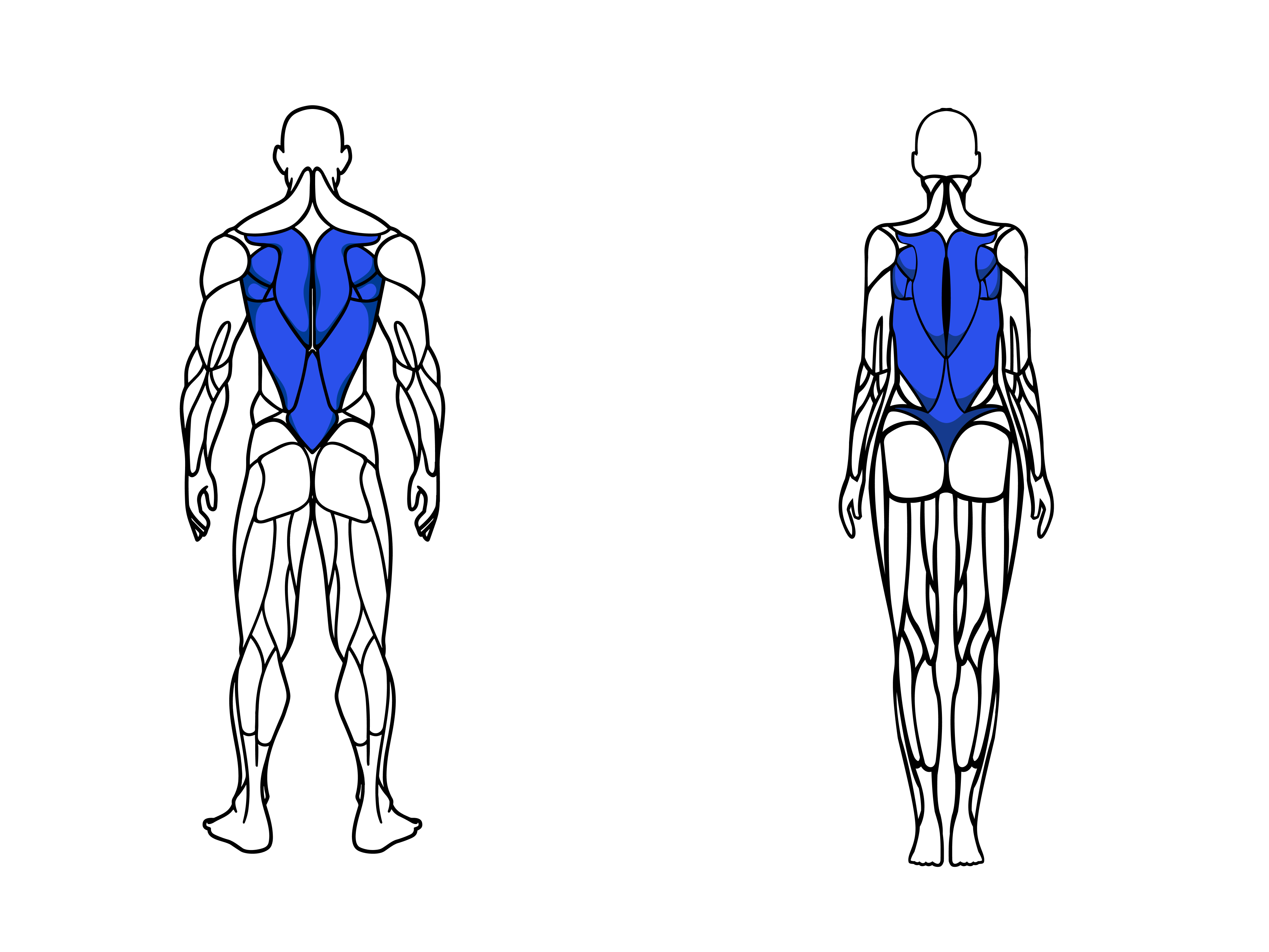 Back muscle groups for male and female
